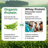 Vlado Himalayan Organics Plant Protein Powder – 28g Protein, 5g BCAA | Organic Pea Protein | Vegan, Clean, Unflavoured, 500 gm