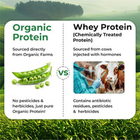 Vlado Himalayan Organics Plant Protein Powder – 28g Protein, 5g BCAA | Organic Pea Protein | Vegan, Clean, Unflavoured, 500 gm