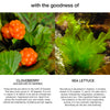 Skog Cloudberry / Sea Lettuce Hydrating Cream