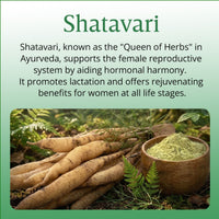 Vlado's Himalayan Organics Shatavari Extract 600 mg Capsules for Women – 60 Veg Capsules